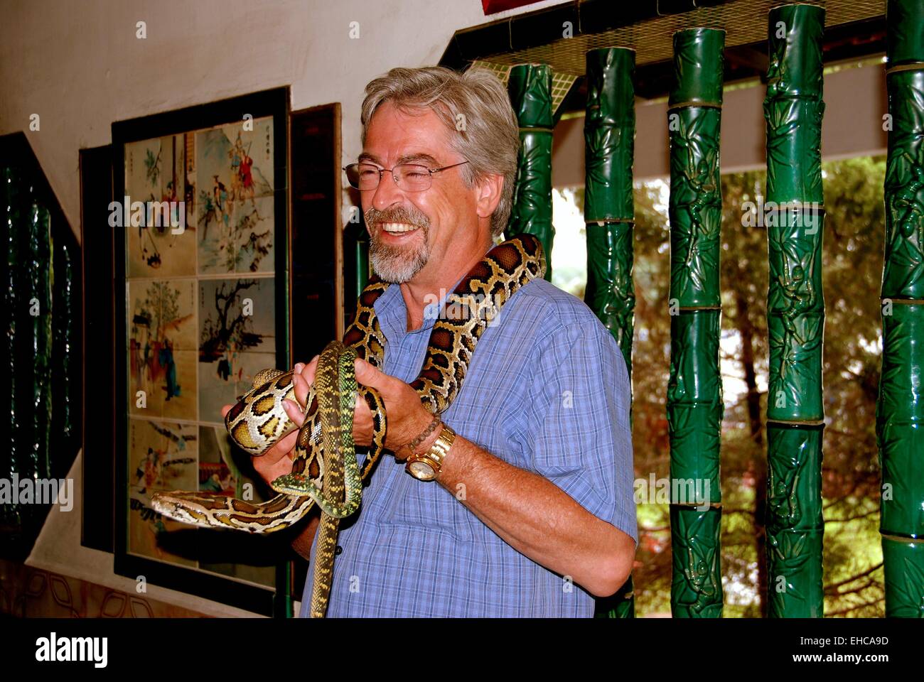 Penang, Malaisie : visiteur à la mystérieuse 1851 Snake Temple chinois pose avec plusieurs des serpents vipère résident Banque D'Images