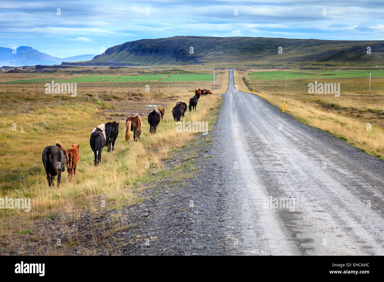 Poneys islandais à marcher le long de la route de gravier campagne en Islande Banque D'Images