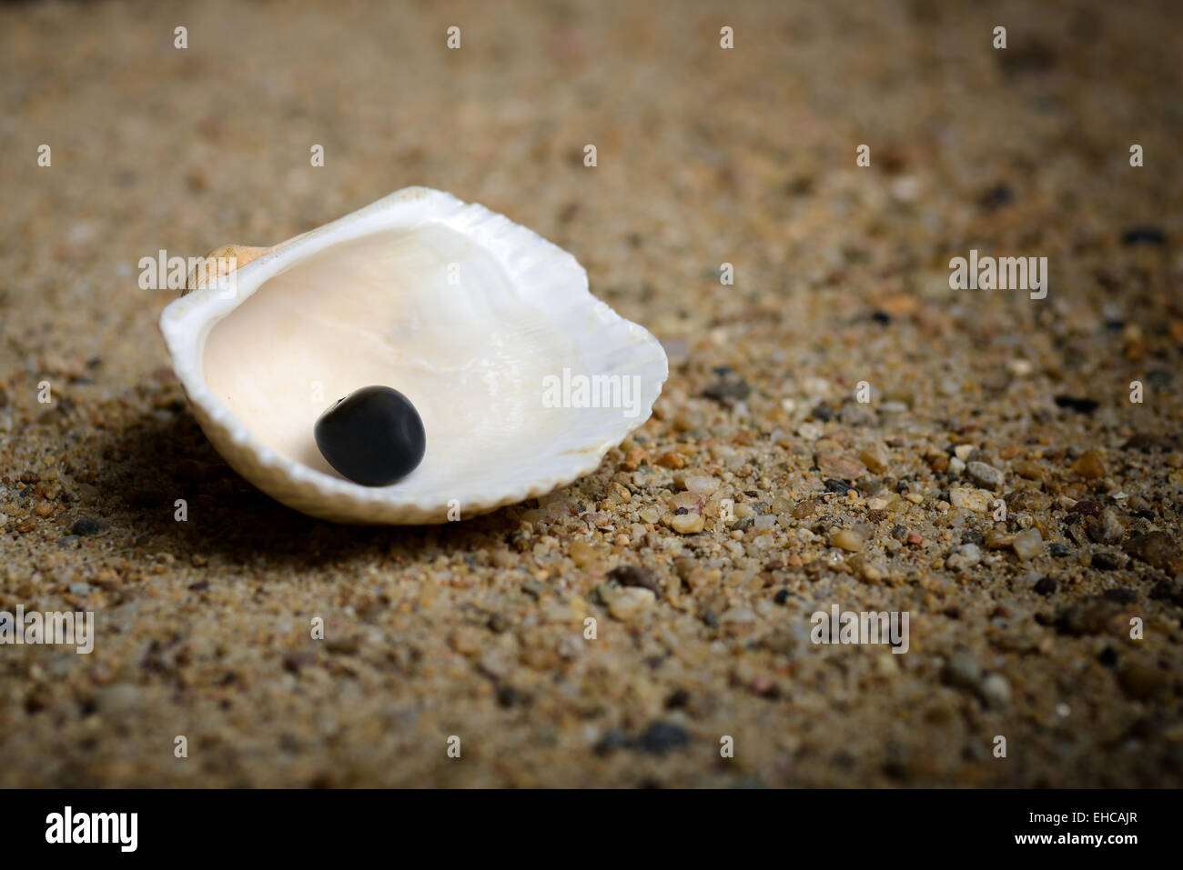 Shell avec pierre noire sur le sable Banque D'Images