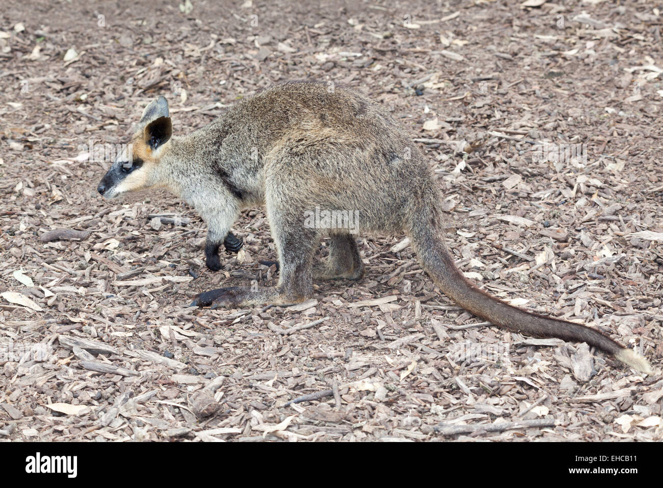 La faune australienne un noir kangourou wallaby rock face Banque D'Images