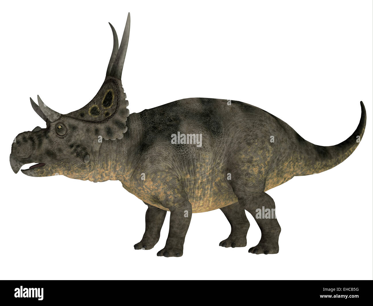 Diabloceratops était un herbivore dinosaure qui vivait dans l'ère du Crétacé de l'Utah en Amérique du Nord. Banque D'Images