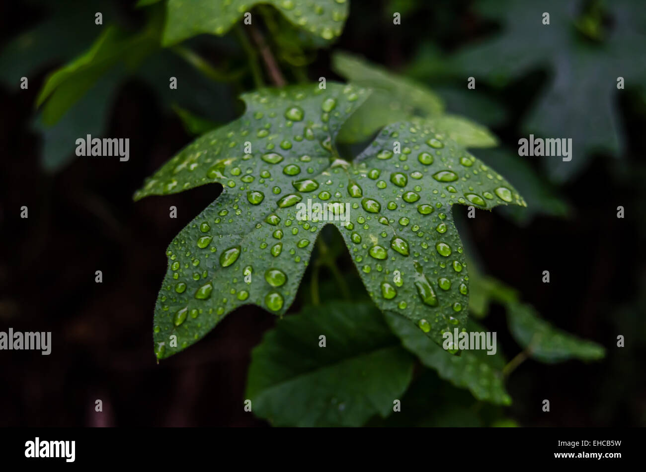 Sur un rare jour de pluie dans l'Angeles National Forest, l'eau reste sur une feuille verte Banque D'Images