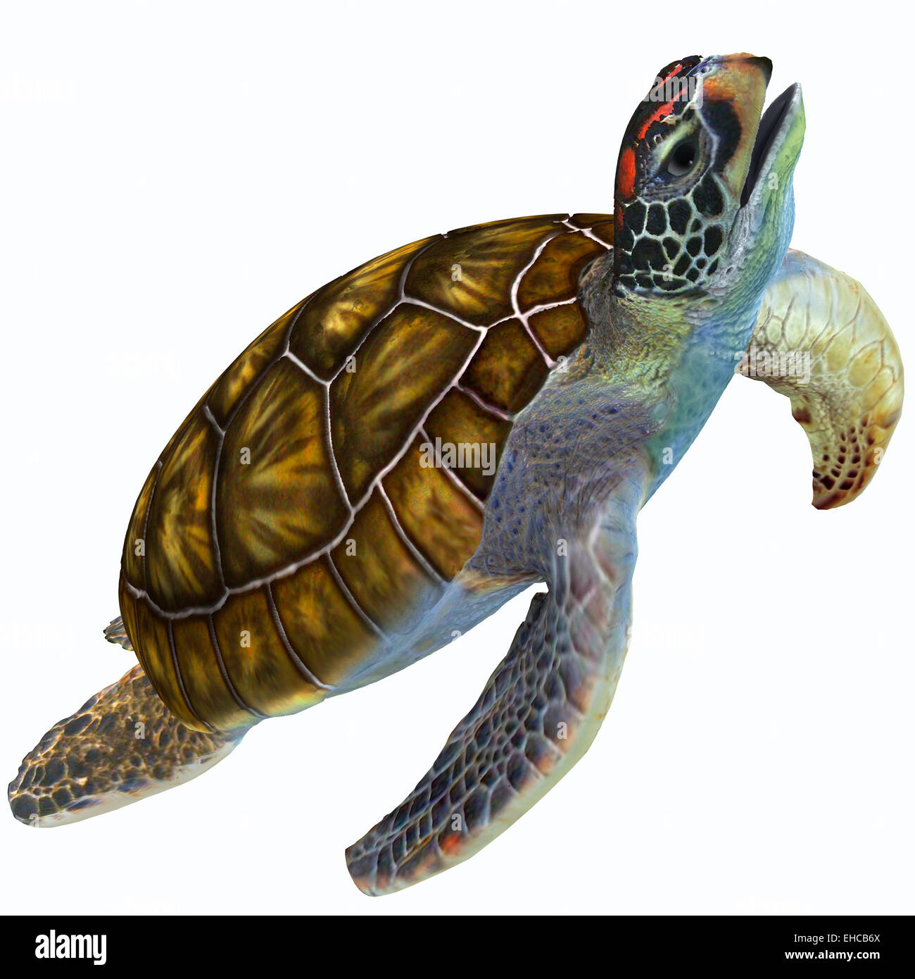 La tortue de mer verte est herbivore qui vit dans des régions subtropicales et tropicales de l'océan dans le monde entier. Banque D'Images