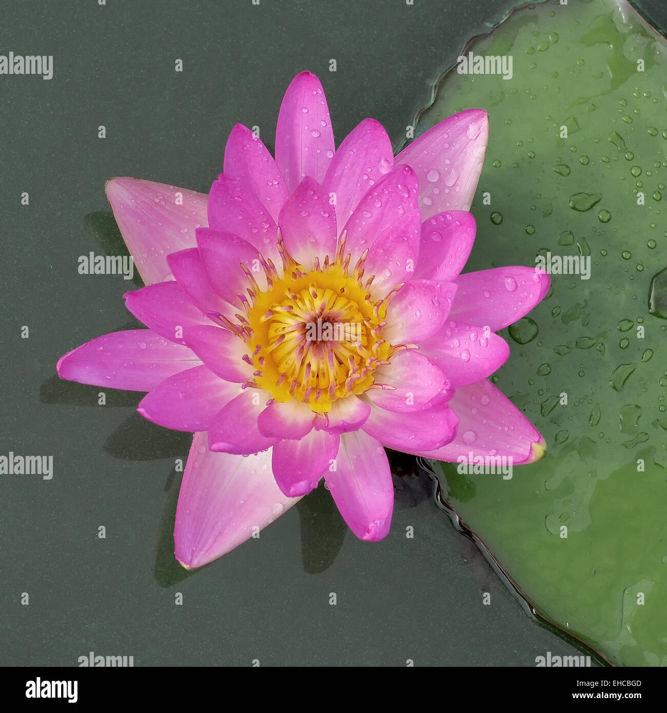 Belle fleur de lotus dans l'étang Banque D'Images