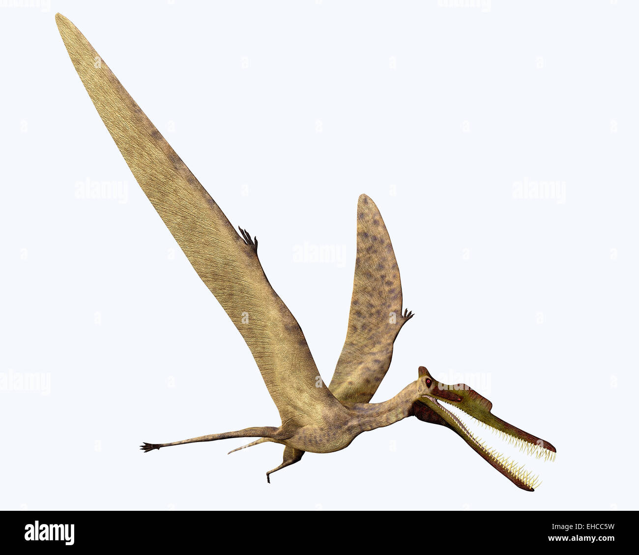 Zhenyuanopterus était un ptérosaure carnivore qui vivait dans le crétacé de Chine. Banque D'Images