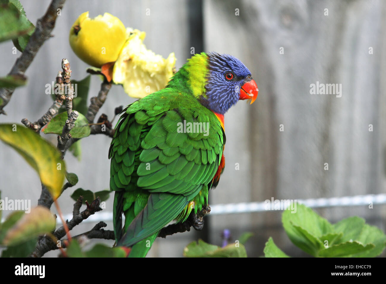 Rainbow Lorikeet se nourrissant de pommes Banque D'Images