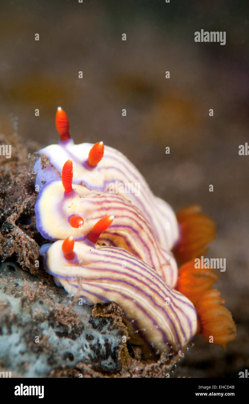 Nudibranche de monter sur le récif. Banque D'Images