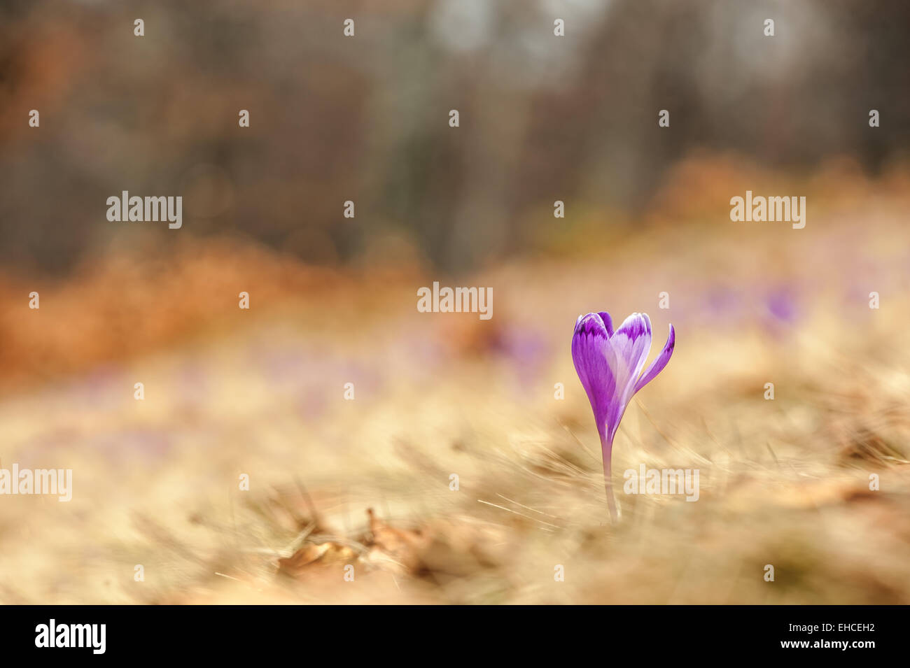 Fleur de printemps crocus close up Banque D'Images