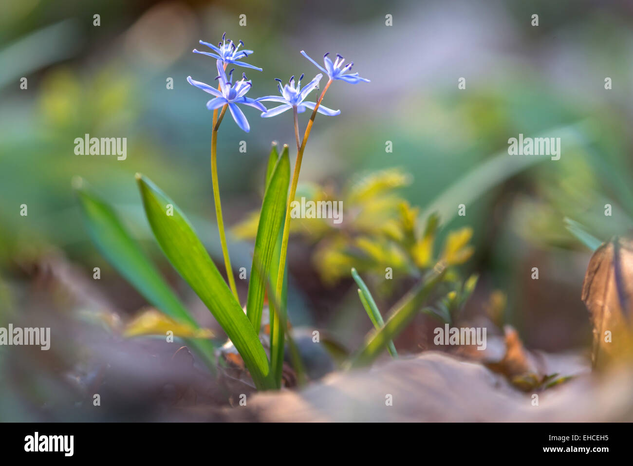 Des fleurs sur la pelouse de printemps libre Banque D'Images