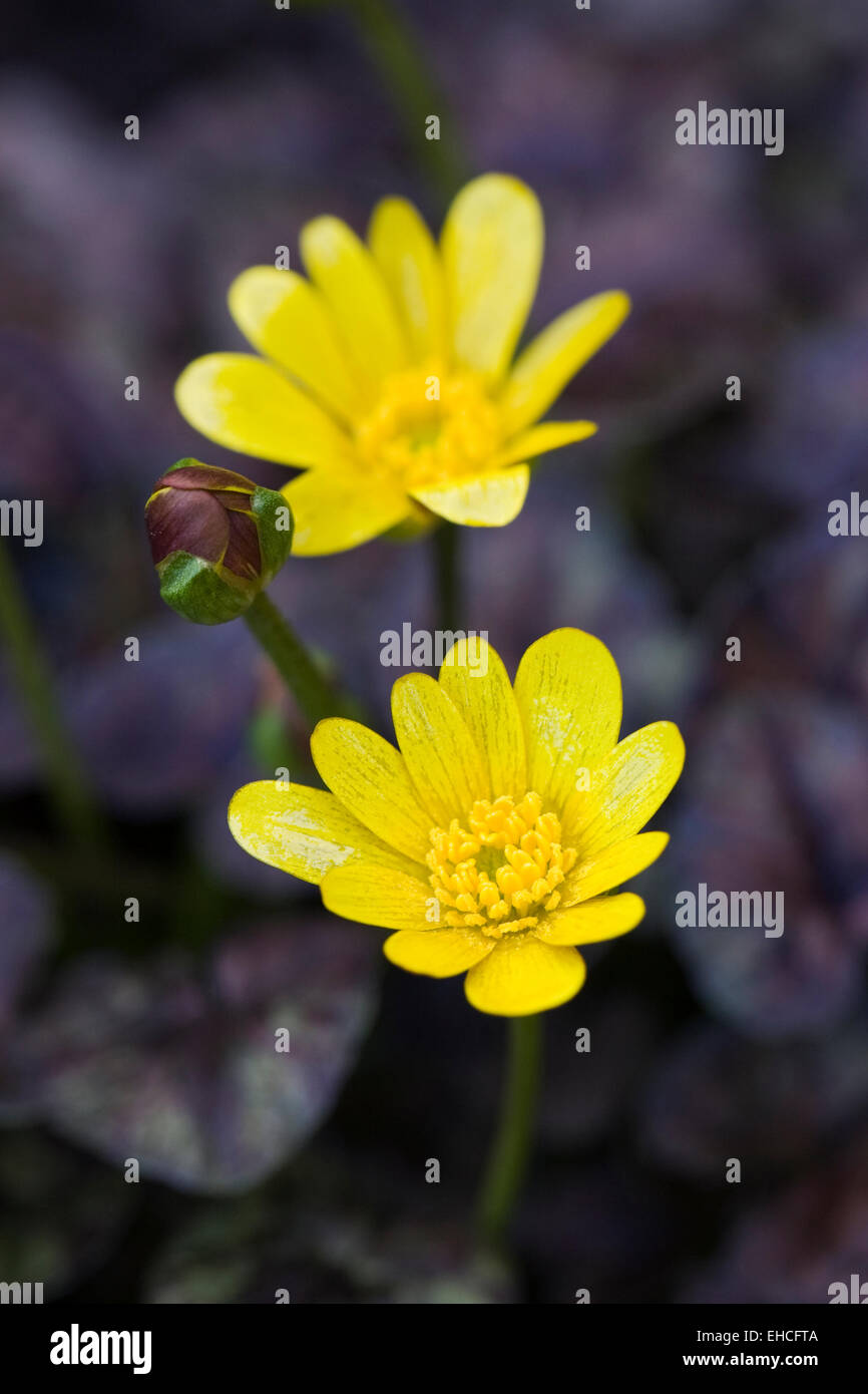 Ranunculus ficaria 'coquine' Fleur d'airain. Chélidoine moindre croissant dans le jardin. Banque D'Images