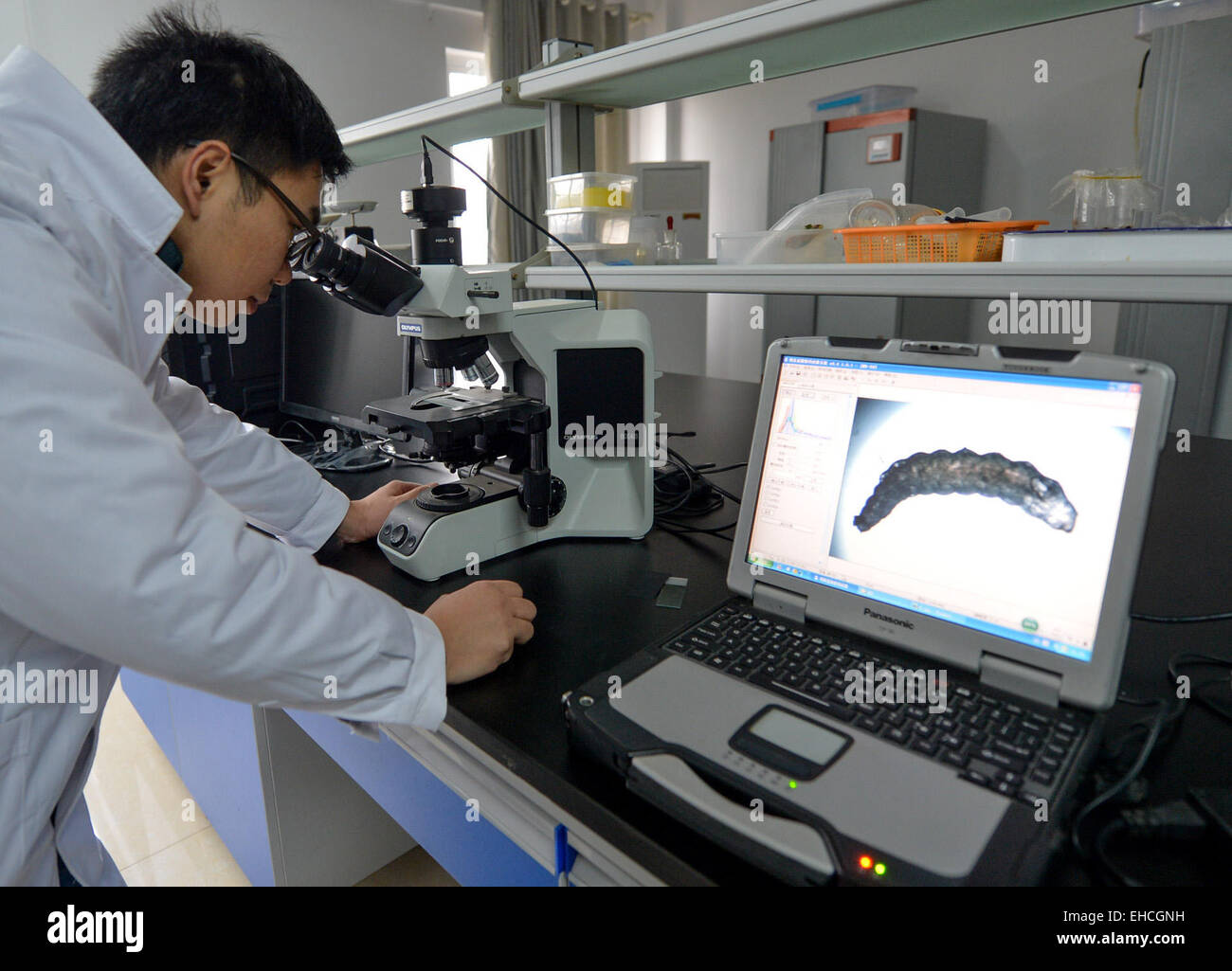 Changsha, Chine, province du Hunan. Mar 11, 2015. Un chercheur utilise un microscope dans le centre d'élevage d'ennemis naturels des ravageurs en vertu de l'Académie des forêts du Hunan à Changsha, capitale de la province du Hunan en Chine centrale, le 11 mars 2015. Sans pesticides chimiques, des sciences forestières dans le centre d'élevage freiner les ravageurs forestiers locaux par leurs ennemis naturels comme Dastarcus helophoroides, trichogramma et coccinelles. Les ennemis naturels des ravageurs pourrait détruire 200 espèces, selon un chercheur du centre. © Bai Yu/Xinhua/Alamy Live News Banque D'Images