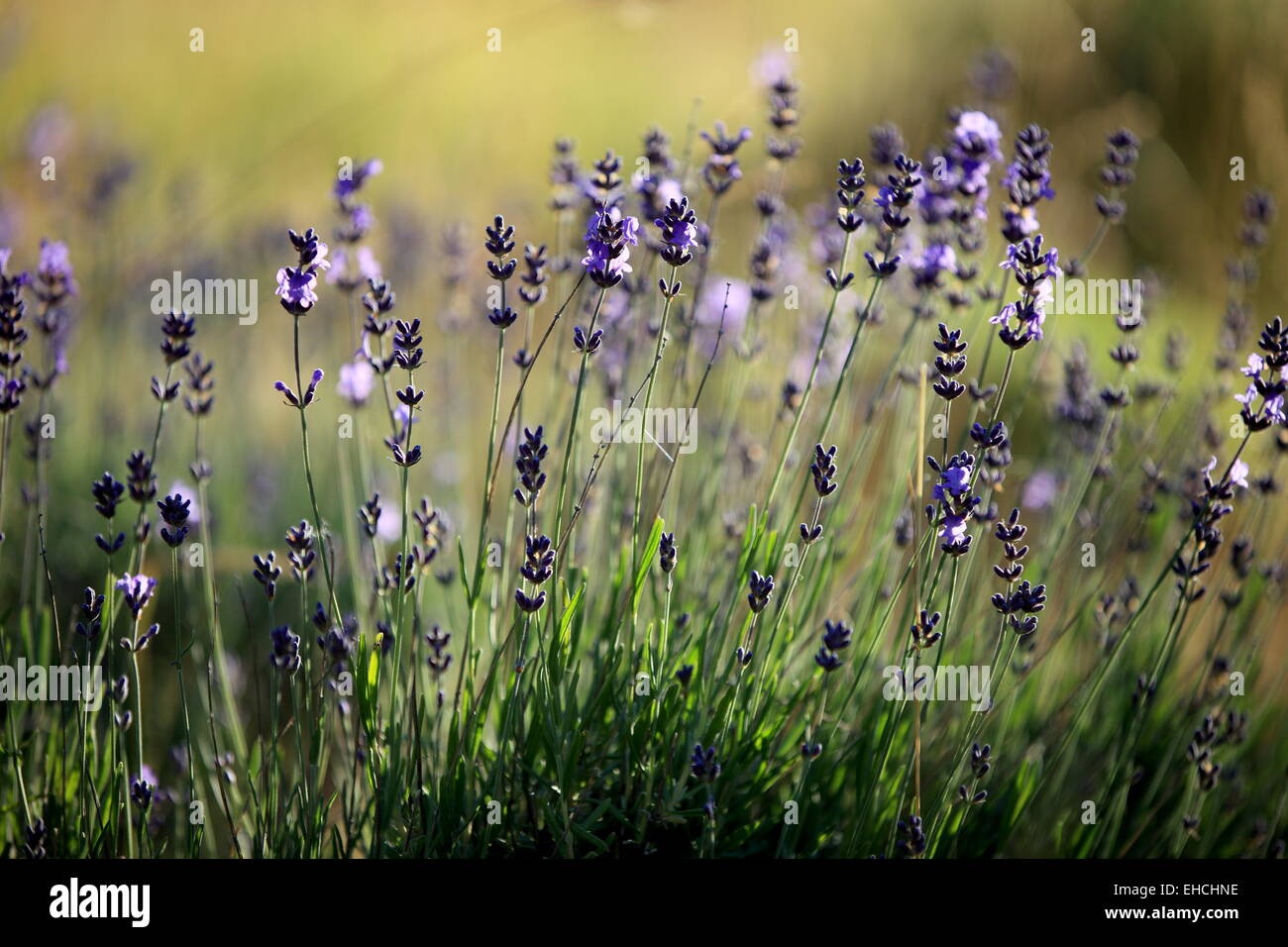 Close up de fleurs de lavande Banque D'Images