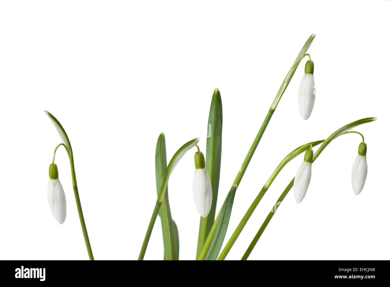 Perce-neige isolé sur fond blanc Banque D'Images