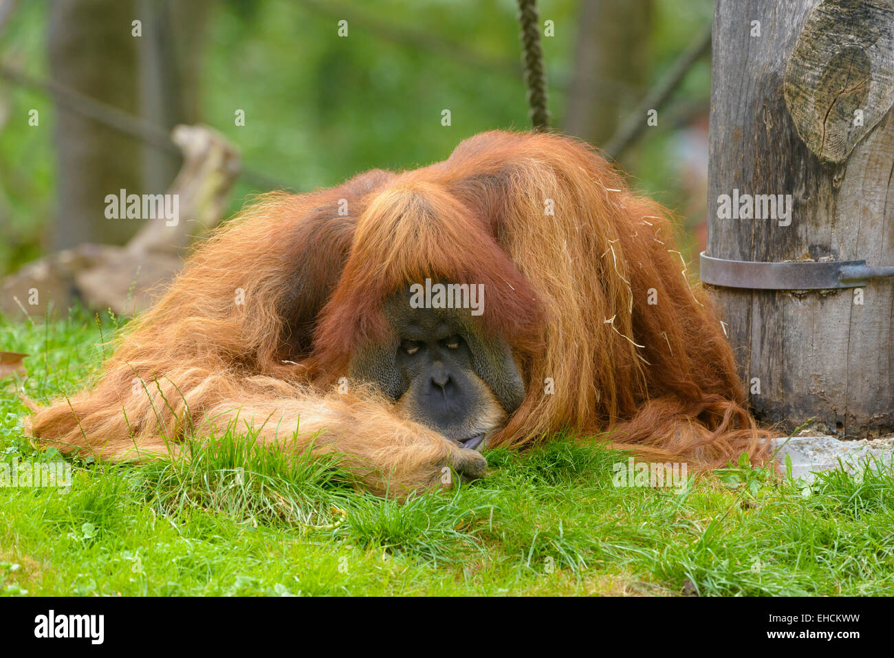 Les orangs-outans (Pongo) à joue pads allongé dans l'herbe du sommeil, le zoo de Leipzig, Leipzig, Saxe, Allemagne Banque D'Images