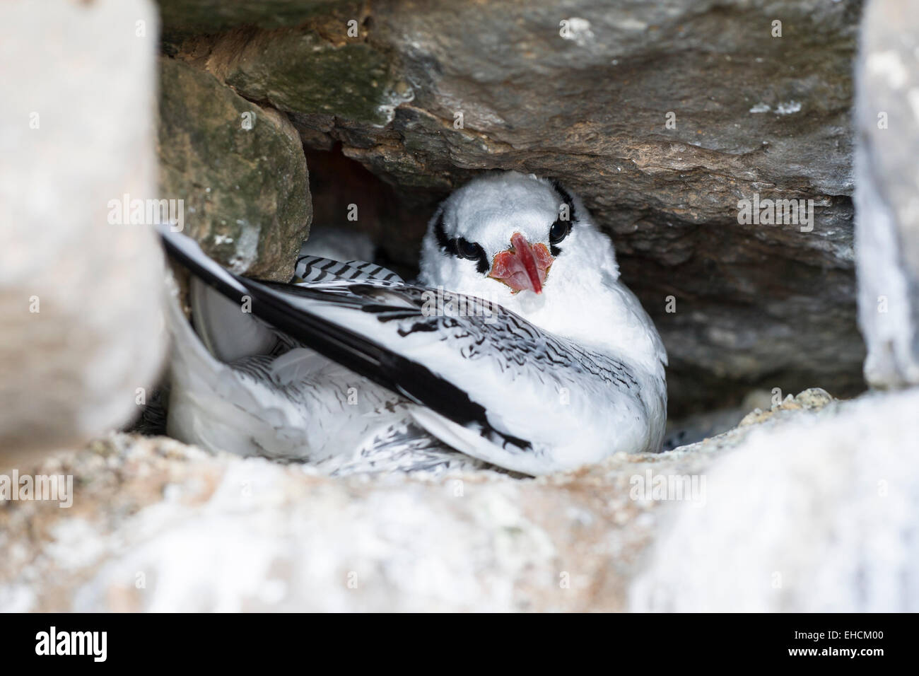 Red-billed Tropic Bird (Fregata magnificens), des profils dans le trou de la nidification, Iles des Madeleines, Dakar, Sénégal Banque D'Images