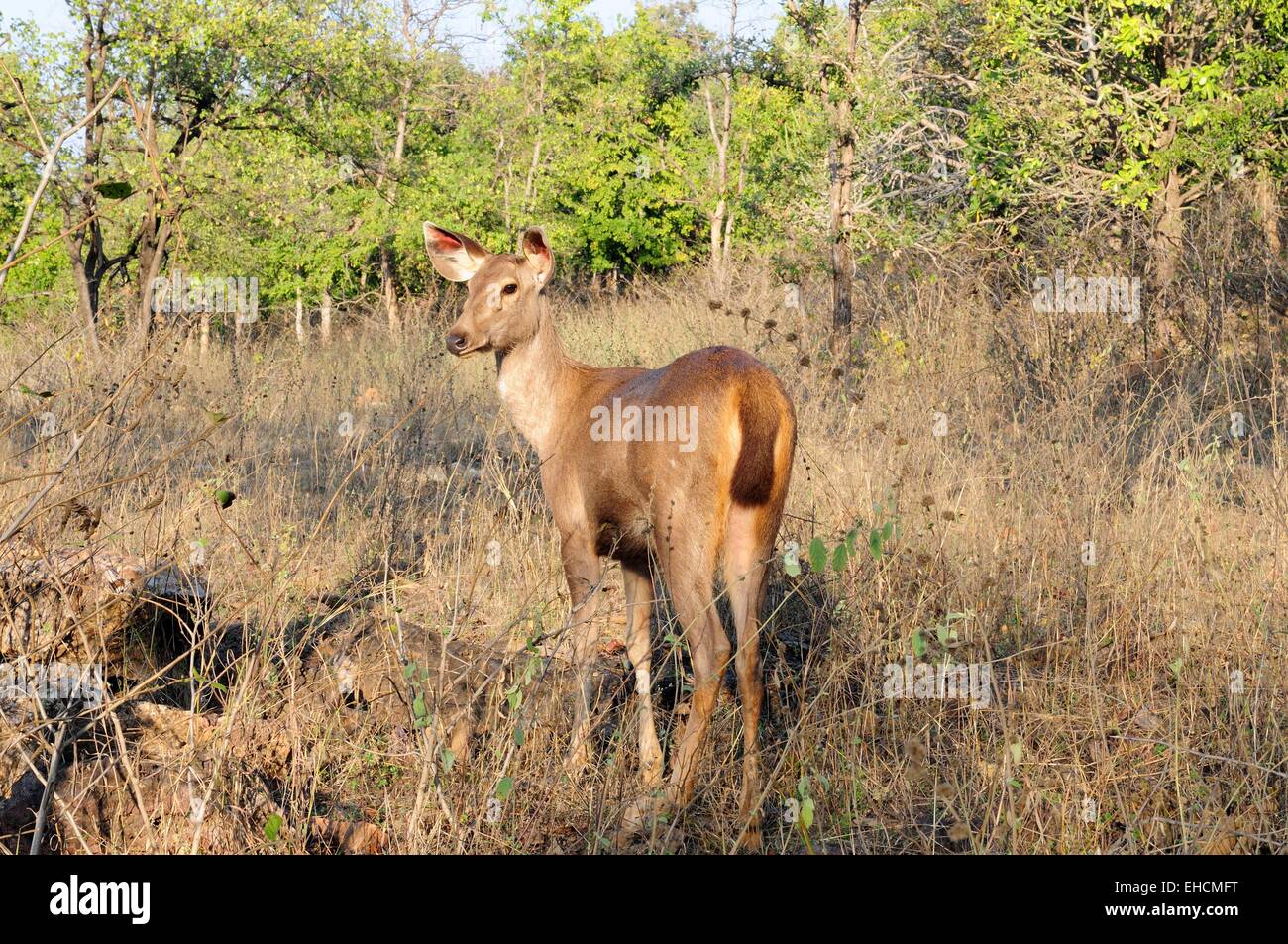Cerfs Sambar Cervus unicolor à Panna Parc National Chhatarpur Madhya Pradesh Inde Banque D'Images