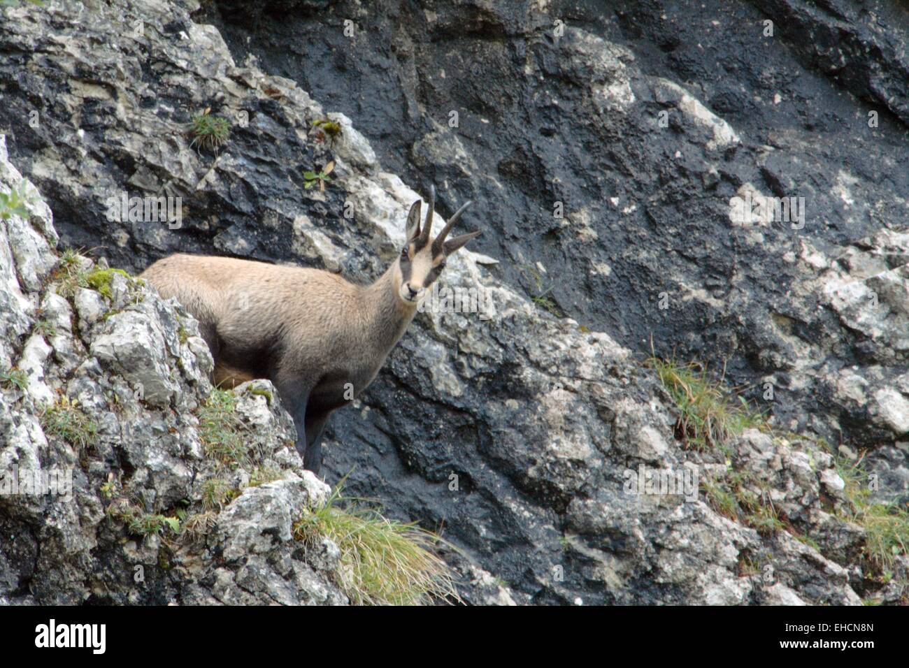 Chamois Banque D'Images