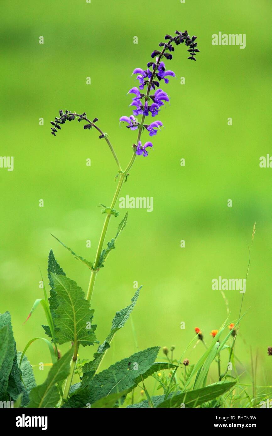 Salvia pratensis sauge sauvage, Banque D'Images