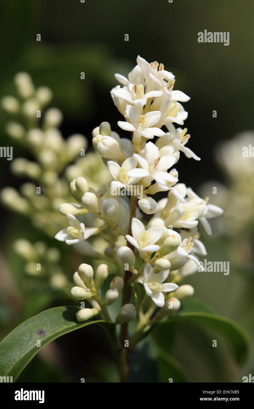 Wild troène, Ligustrum vulgare Banque D'Images