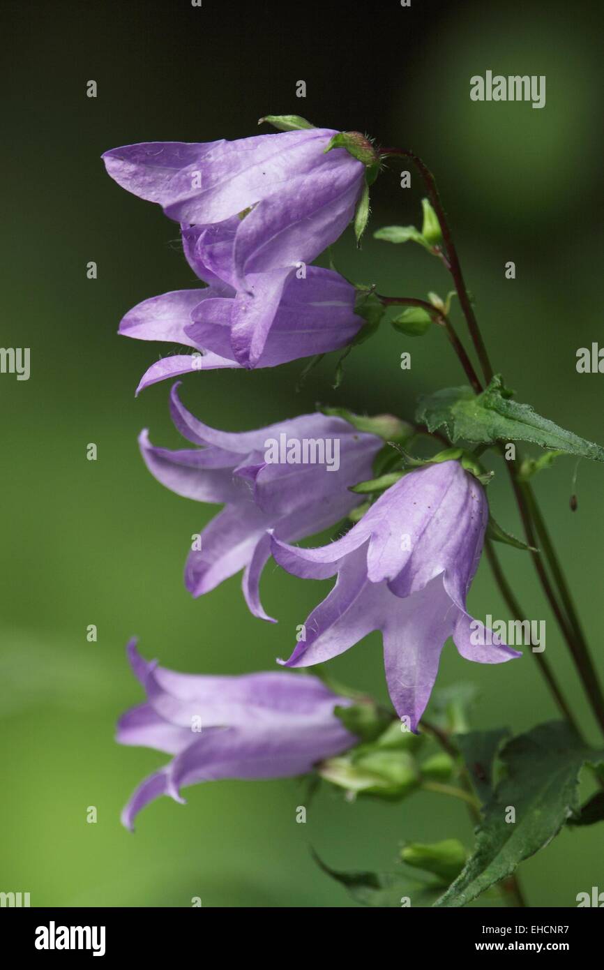 L'ortie-leaved Bellflower, campanula trachelium Banque D'Images