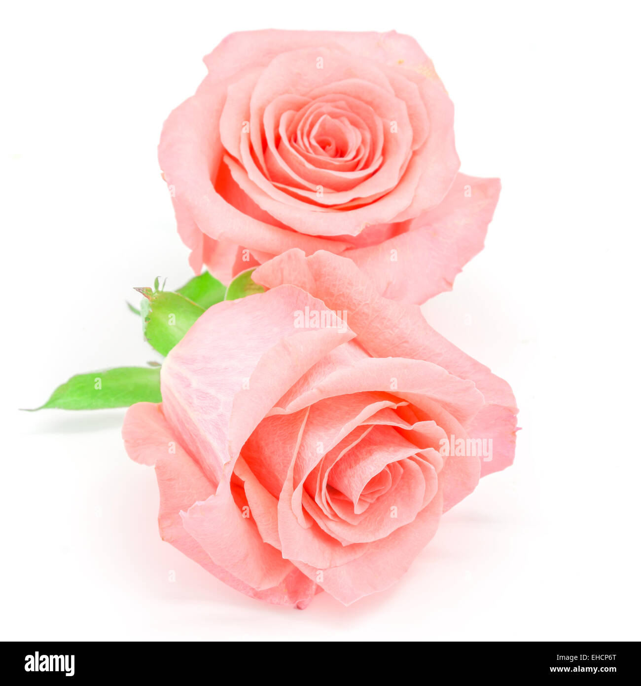 Belle fleur rose rose pâle, isolé sur fond blanc Banque D'Images