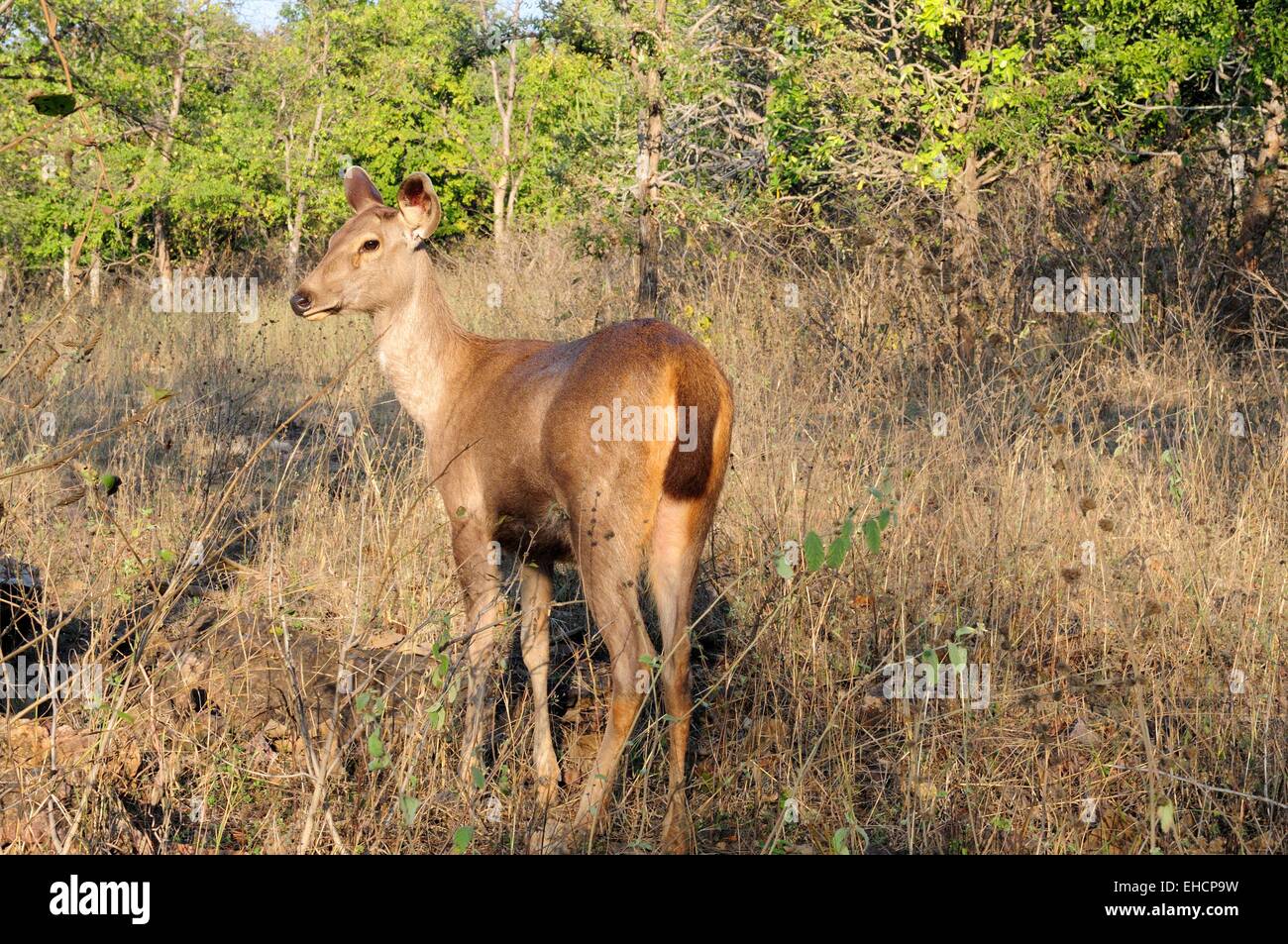 Cerfs Sambar Cervus unicolor à Panna Parc National Chhatarpur Madhya Pradesh Inde Banque D'Images