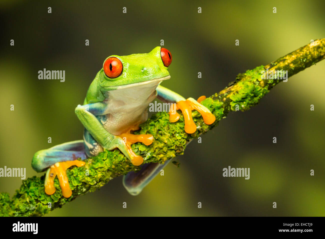 Grenouille verte à yeux rouges sur branche, fond vert prêt à sauter Banque D'Images