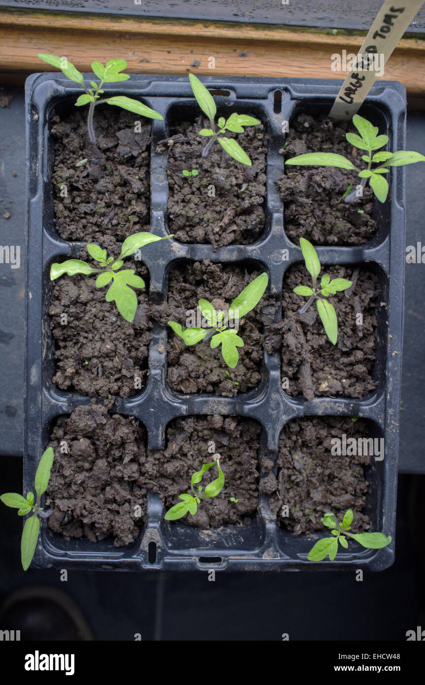 Les jeunes plants de tomates et plants poussant sur un rebord de fenêtre Banque D'Images