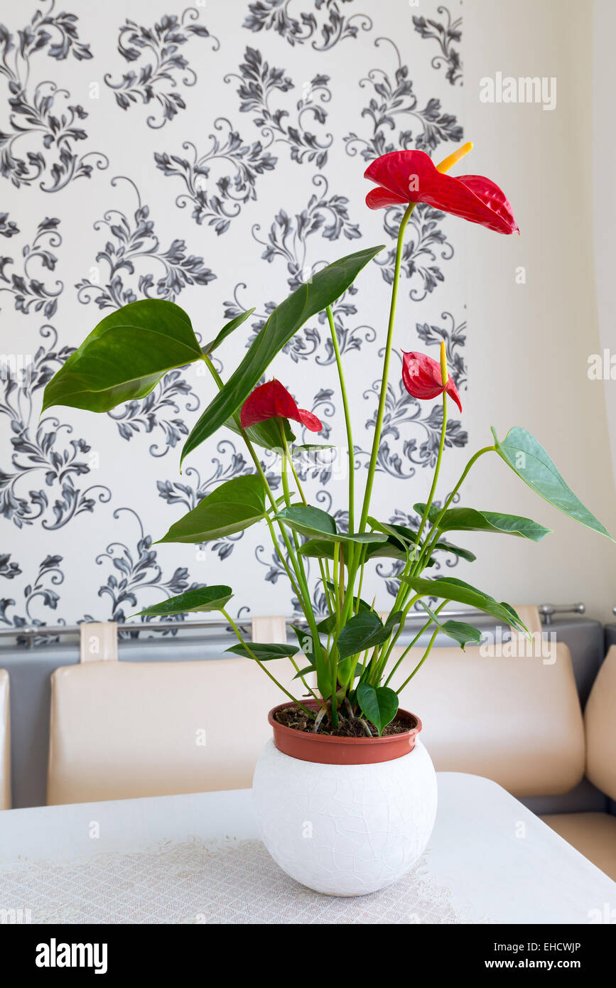 Rouge à l'intérieur de l'intérieur de la fleur de l'anthurium Banque D'Images