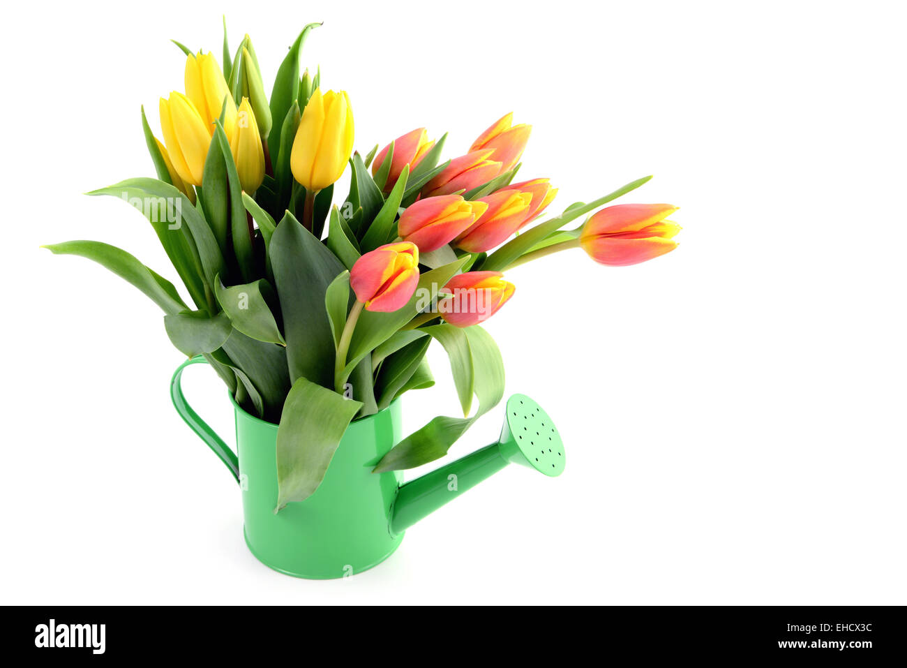 Tulipes rouges jaunes dans l'eau peut vase avec copie espace Banque D'Images