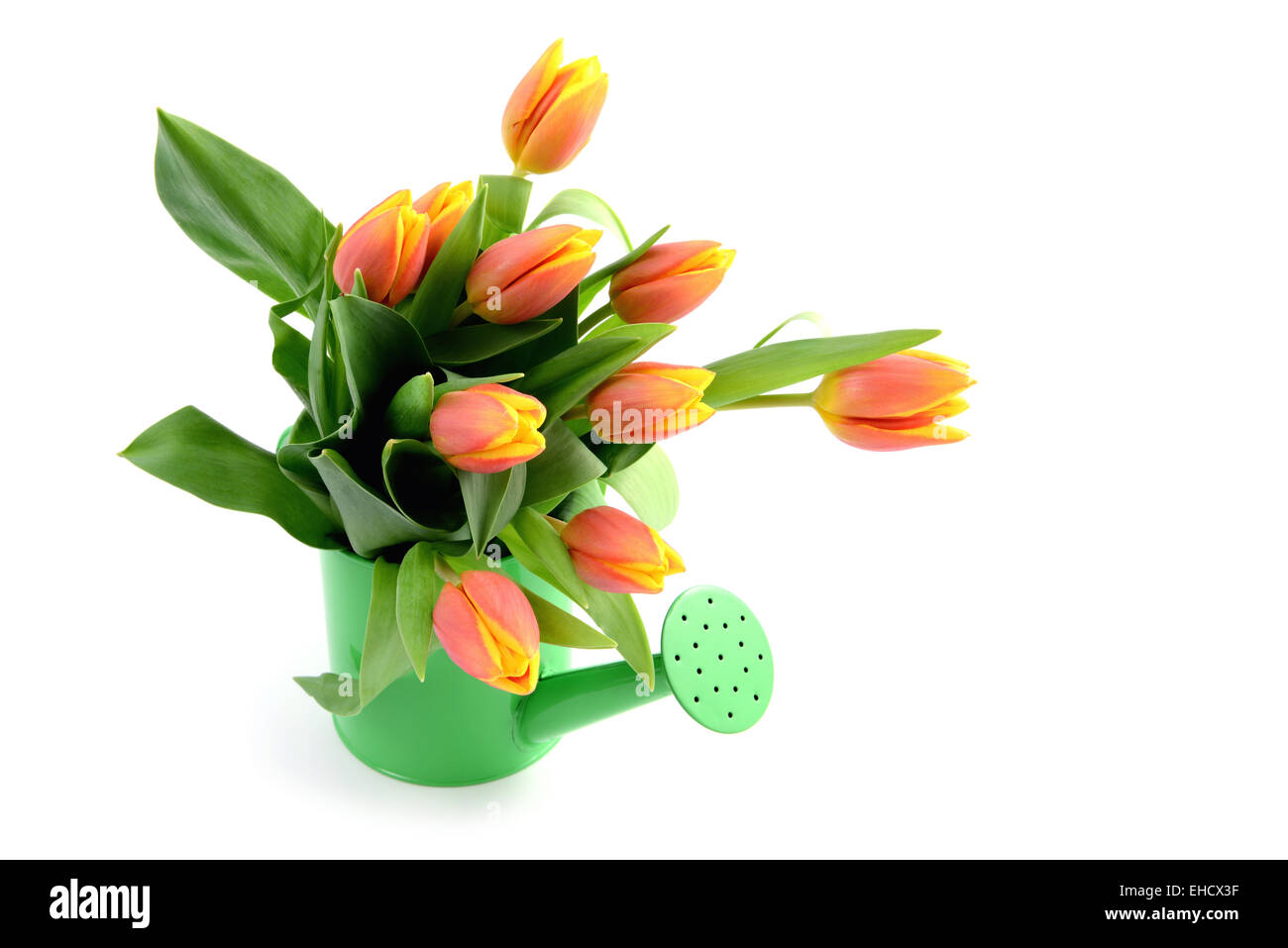 Tulipes rouges jaunes dans l'eau peut vase avec copie espace. Banque D'Images