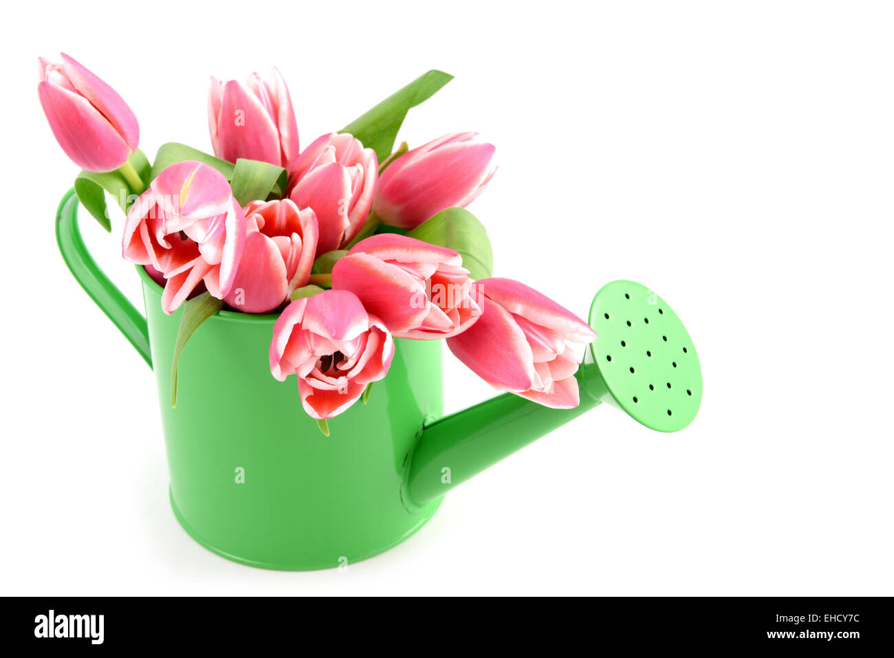 Tulipe rose vase dans de l'eau peut Banque D'Images