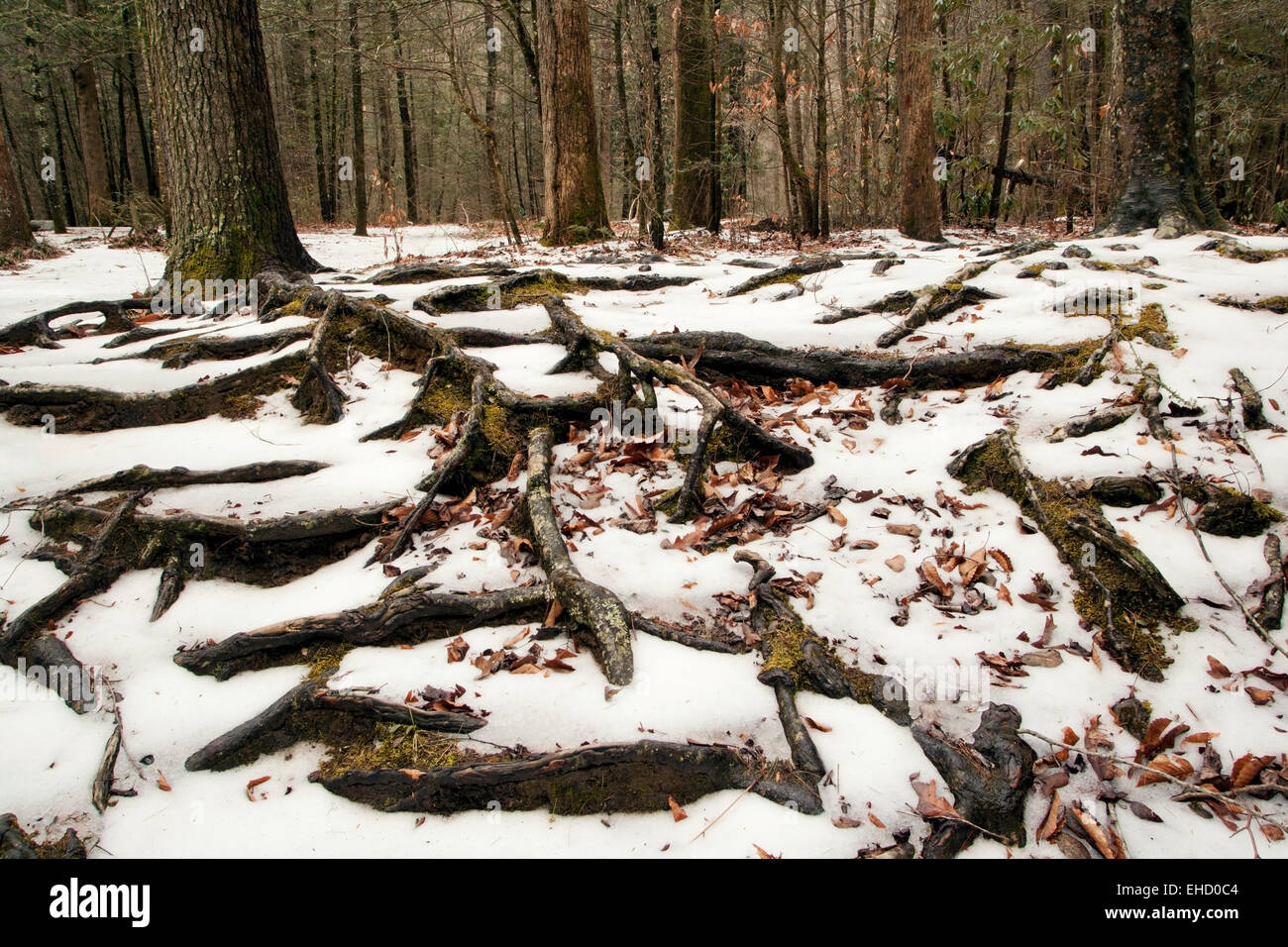 Les profils racinaires des arbres dans la neige - Pisgah Forest National - près de Brevard, North Carolina, États-Unis Banque D'Images