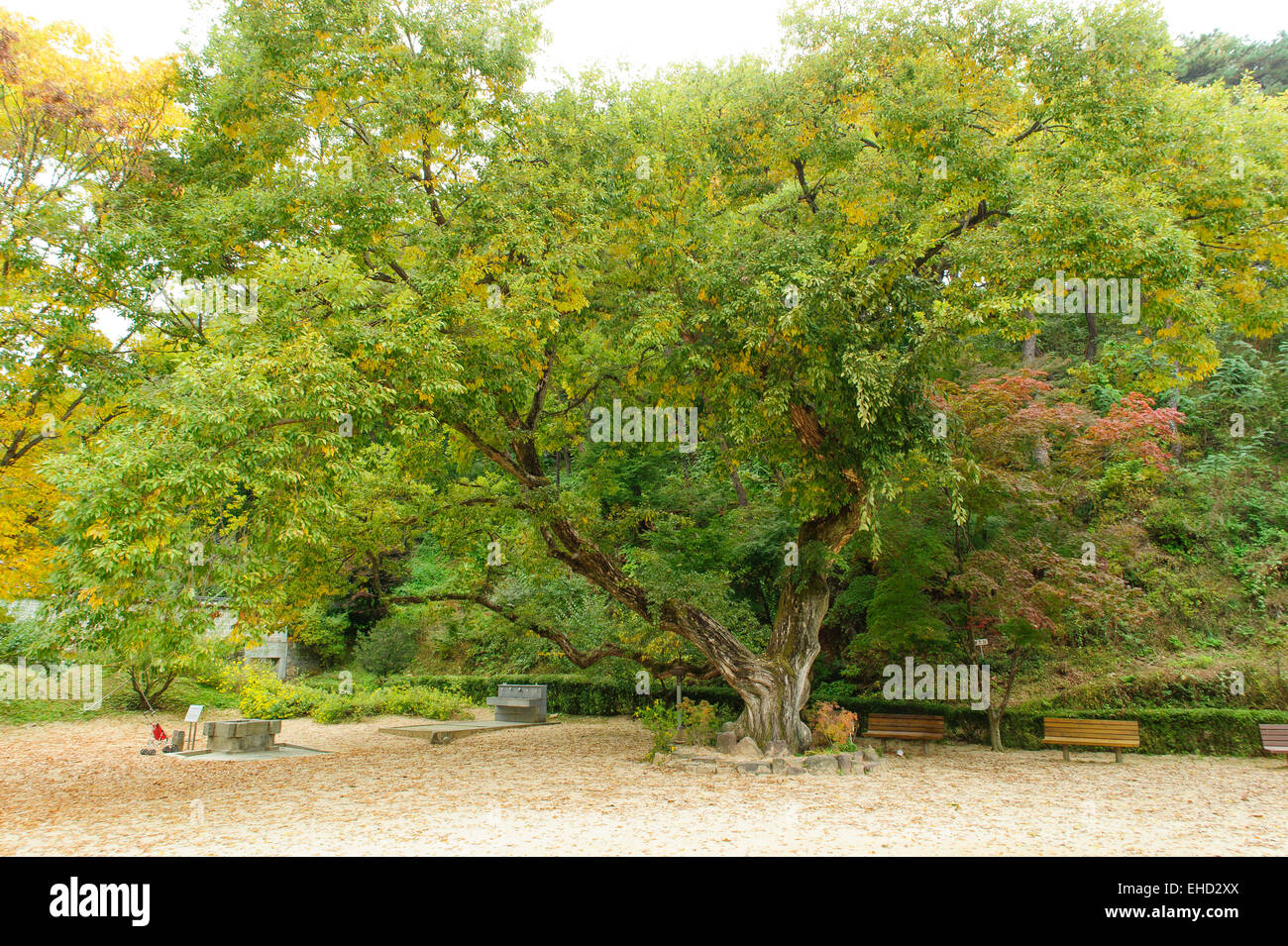 Vue entière du vieux saule à l'automne Banque D'Images