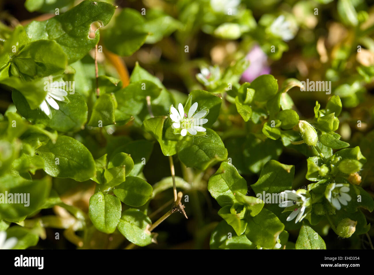Le mouron des oiseaux (Stellaria media) wildflower Banque D'Images