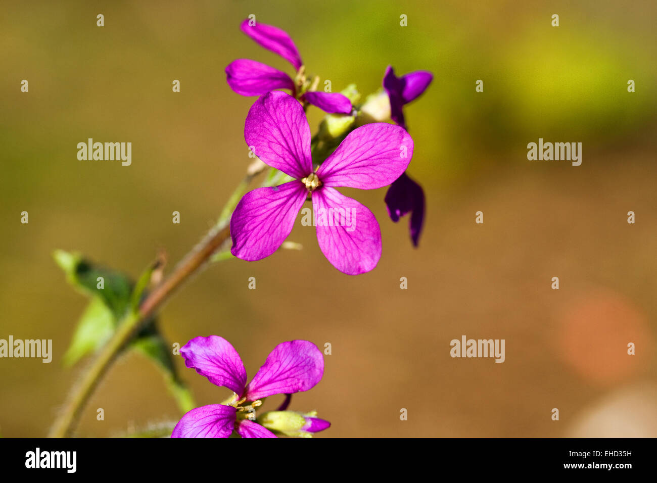 L'honnêteté (Lunaria annua),fleurs sauvages du printemps Banque D'Images