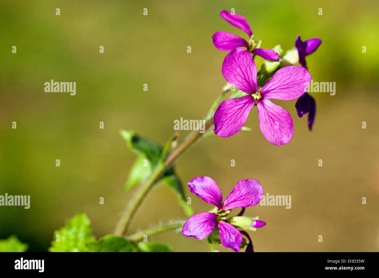 L'honnêteté (Lunaria annua) Printemps wildflower Banque D'Images