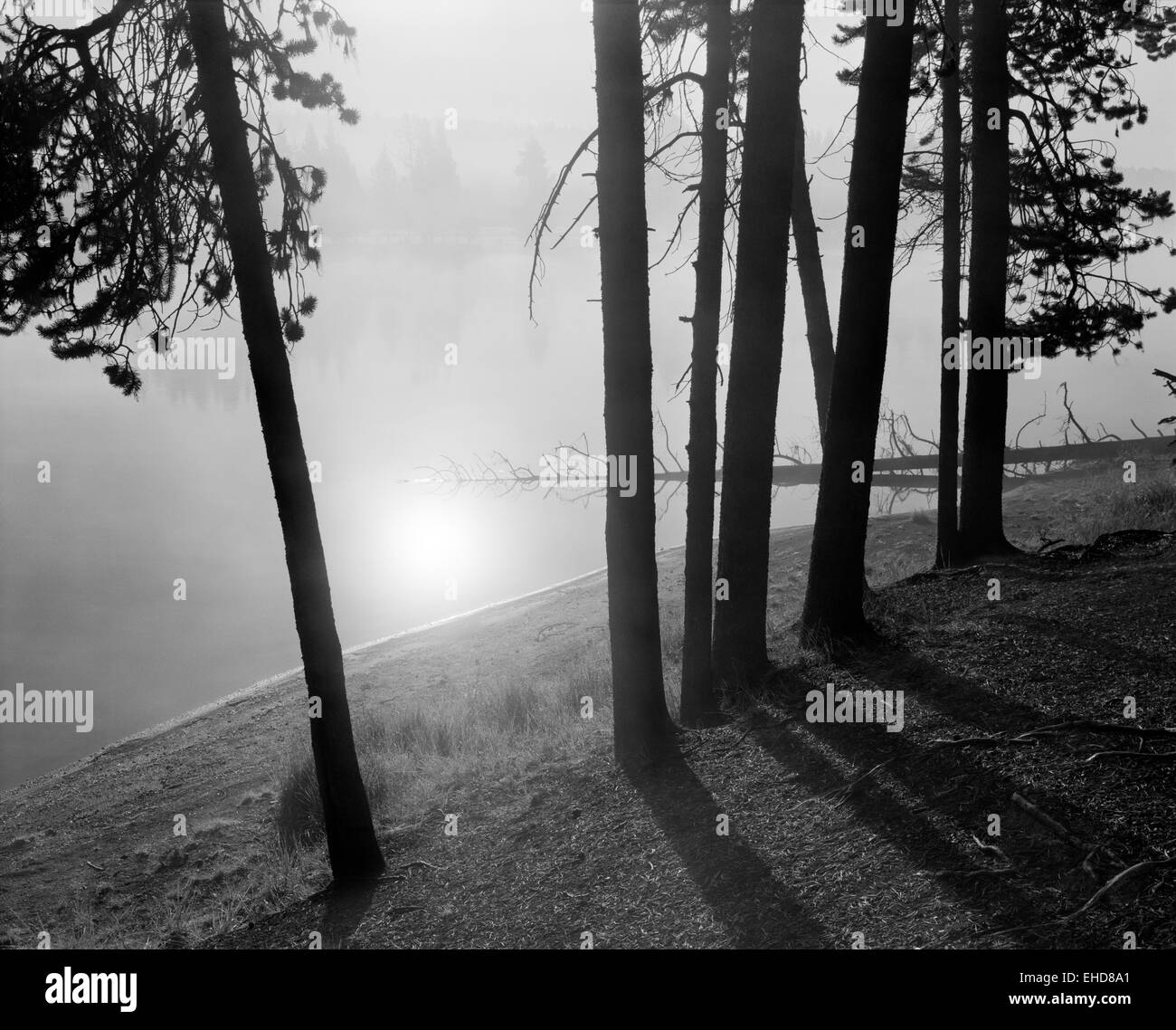 Bien réfléchir sur Yellowstone River à l'aube, dans la brume. Le Parc National de Yellowstone, Wyoming, United States. Banque D'Images