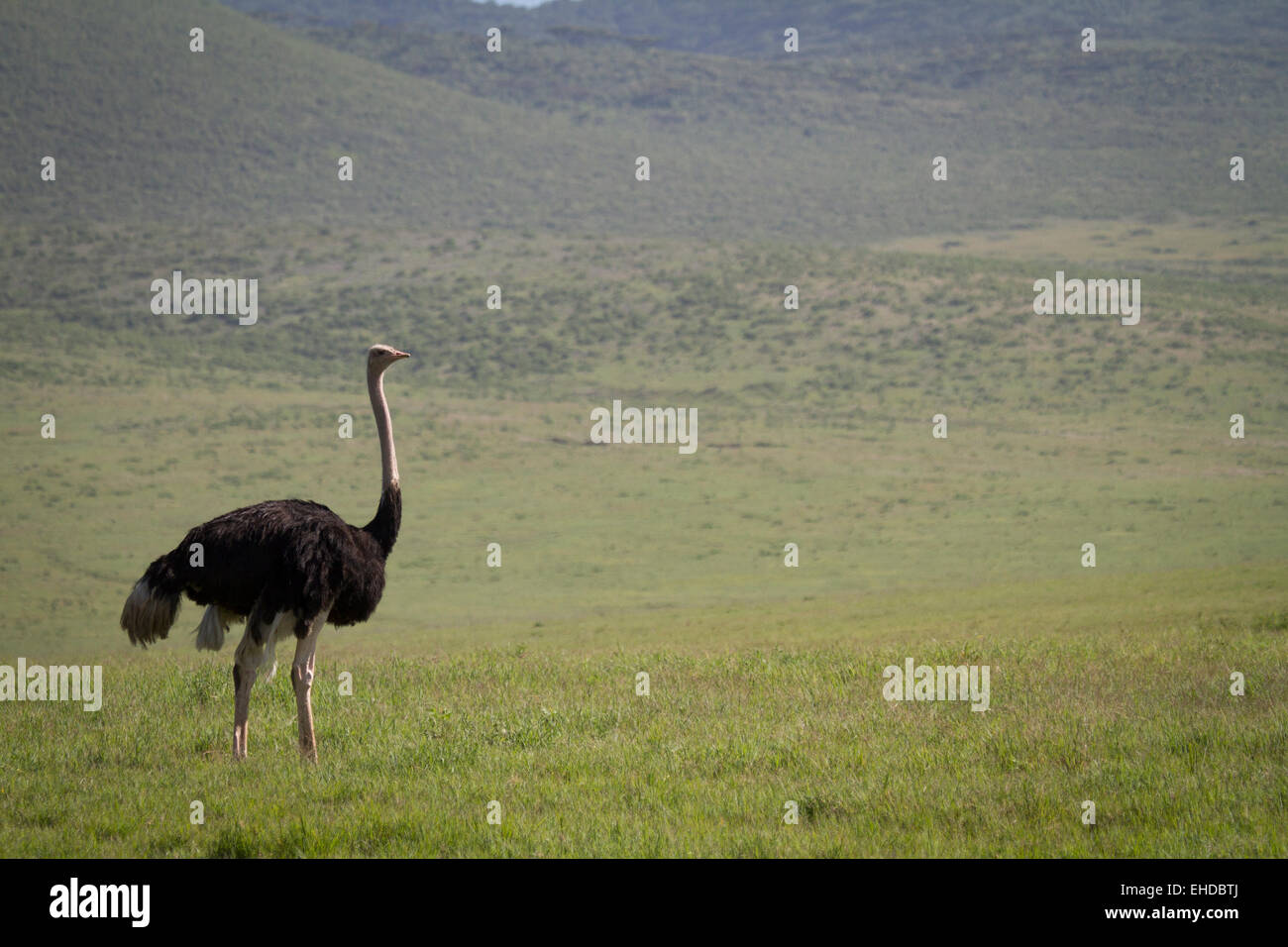 Les Mâles (autruche Struthio camelus) dans le cratère Ngorogoro. Banque D'Images
