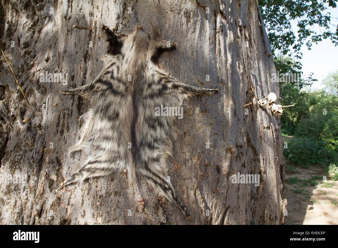 Hyène rayée peau, épinglé à un baobab. (Hyaena hyaena) Banque D'Images