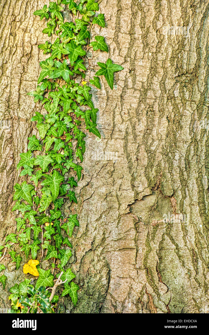 Le lierre, Hedera helix '' Banque D'Images