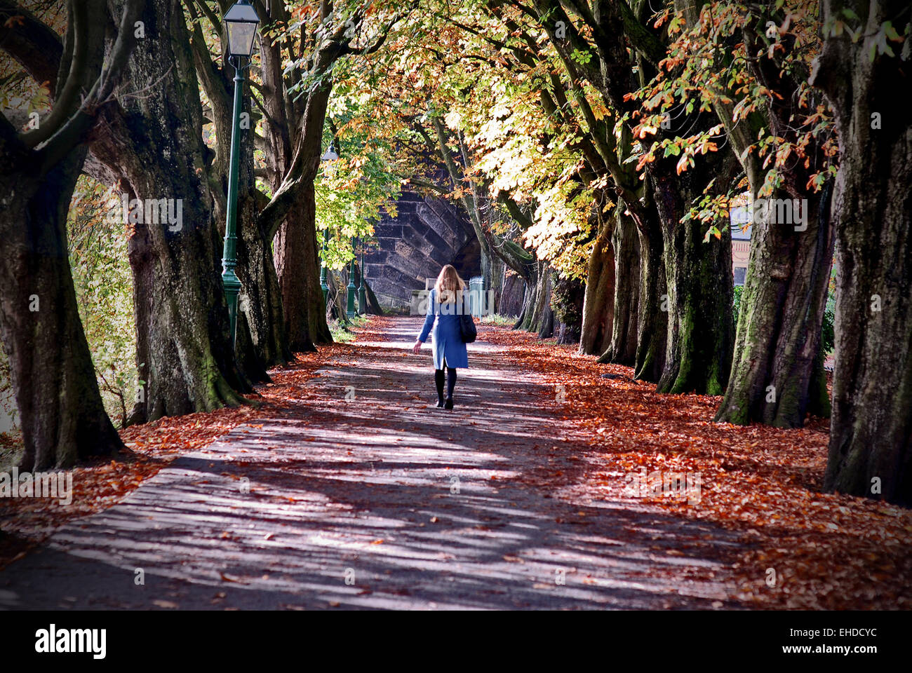 Robe bleue dans les lignes d'arbres Banque D'Images
