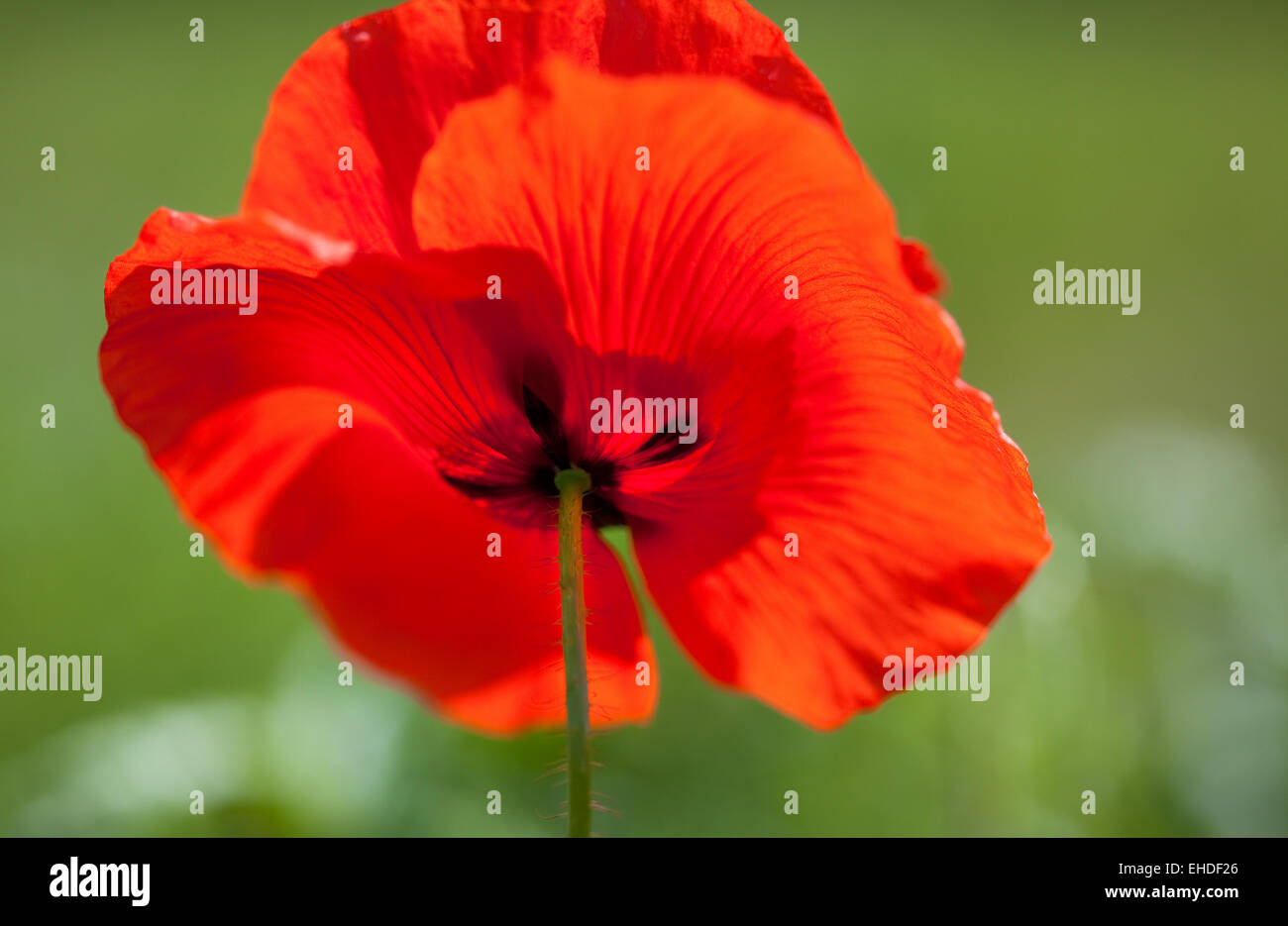 Mohnblumen Papaver rhoeas Banque D'Images