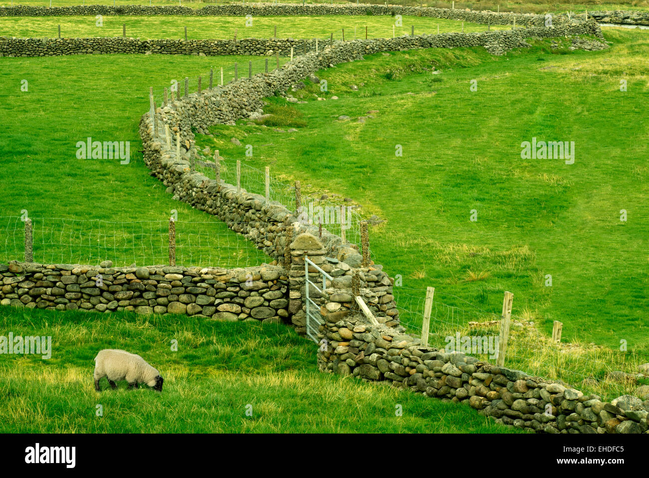 Clôture en pierre dans le Parc National de Connamara, Irlande Banque D'Images