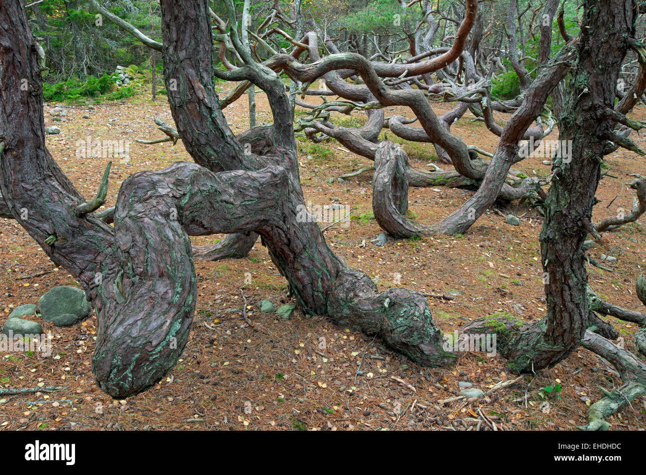 Le pin sylvestre balayées par les arbres avec des formes contorsionnées dans la forêt enchantée Trollskogen / / troll's forest, Öland / Oeland, Suède Banque D'Images