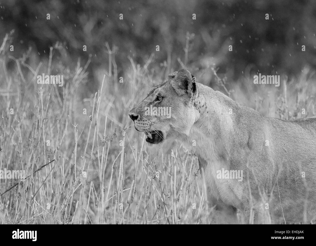 Lionne en noir et blanc Banque D'Images