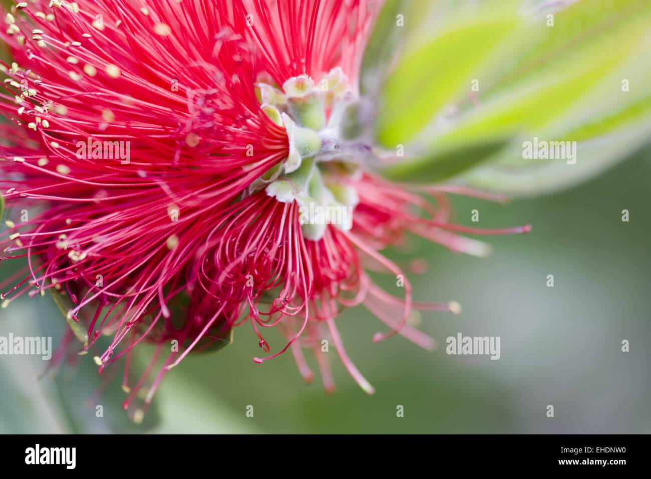 Zylinderputzer - Callistemon comboynensis Banque D'Images