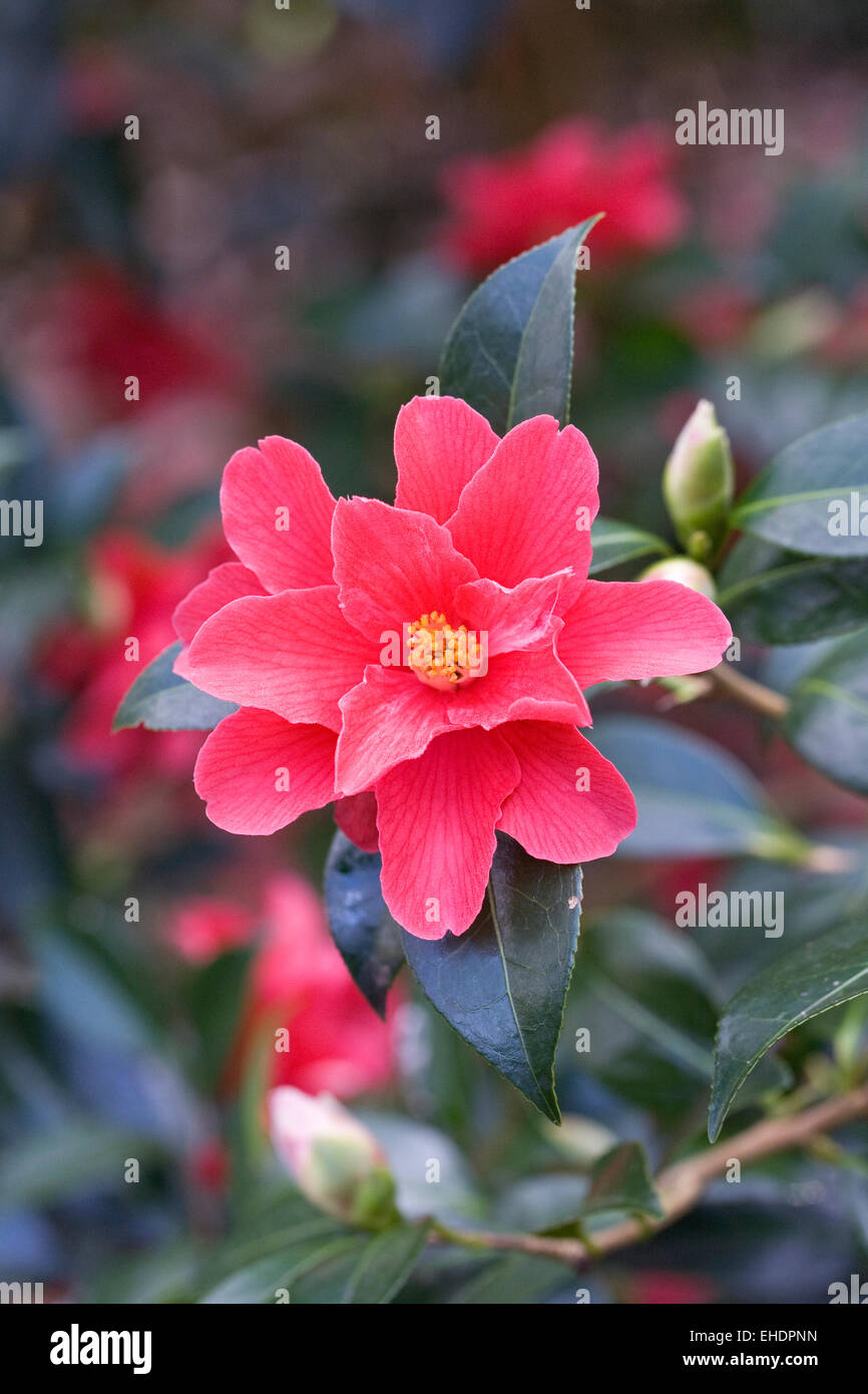 Camellia 'Freedom Bell' fleur. Banque D'Images