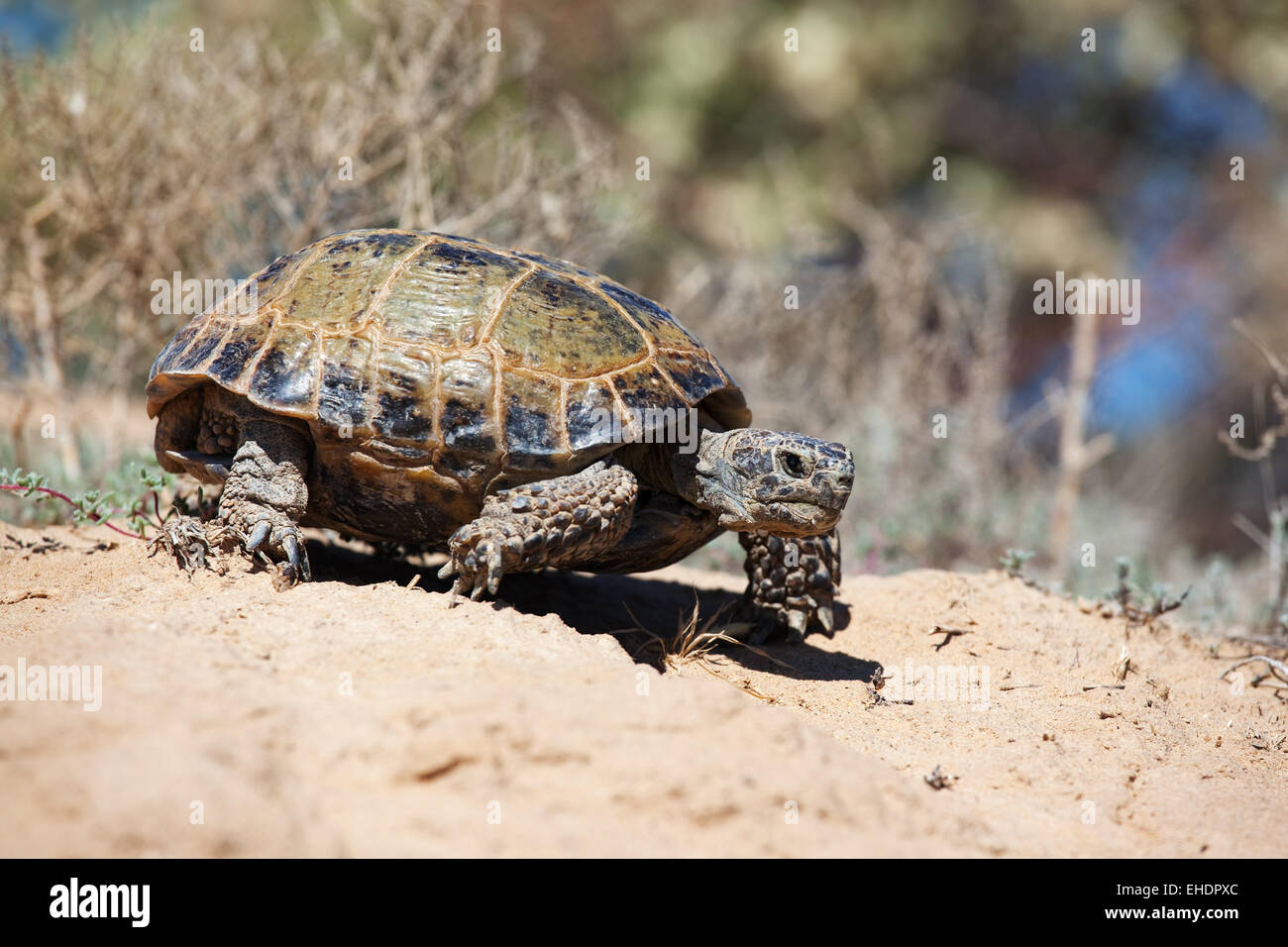 Tortue des steppes Banque de photographies et d’images à haute — free download