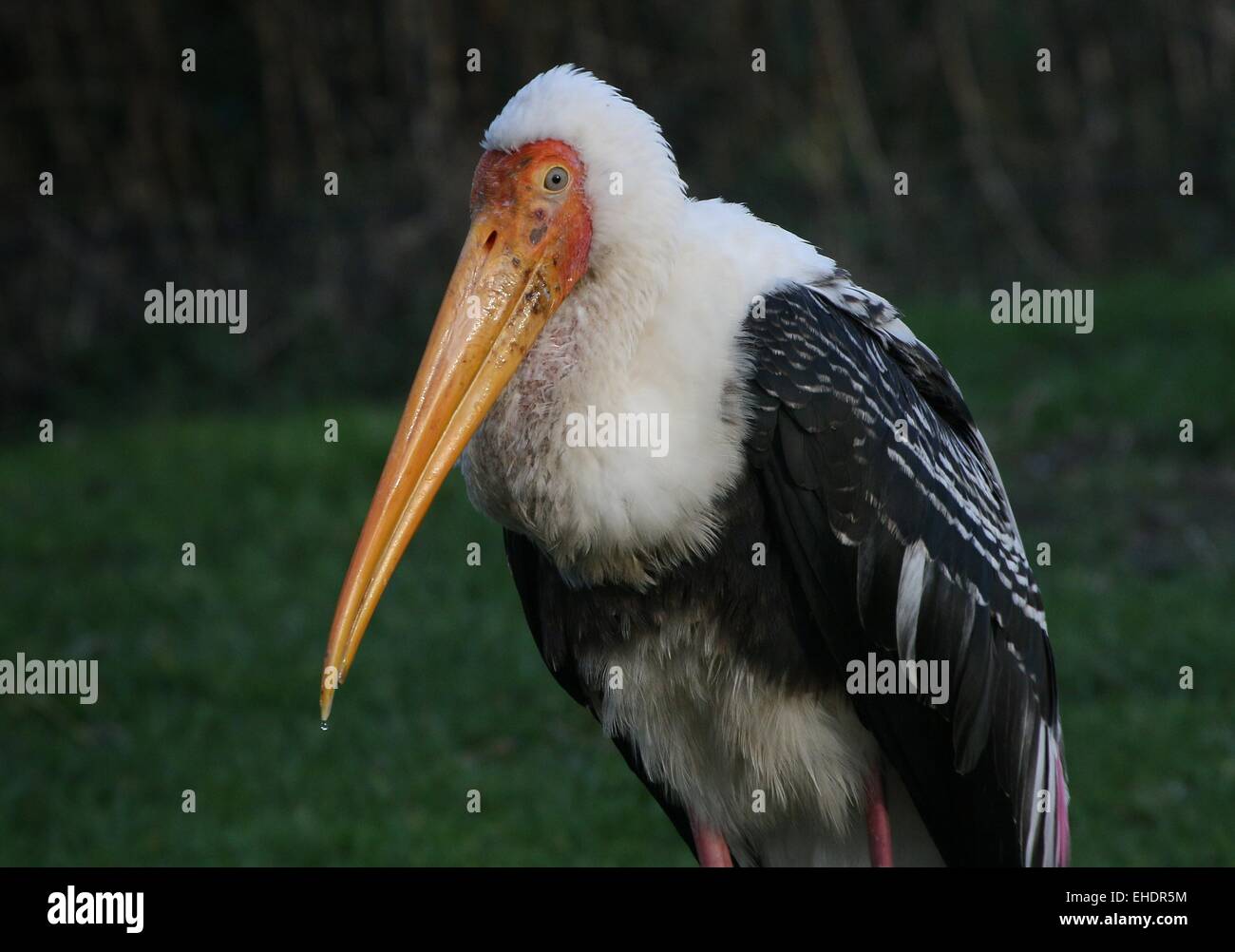 Stork (Mycteria leucocephala peint) Gros plan du haut du corps et la tête, face à huis clos Banque D'Images